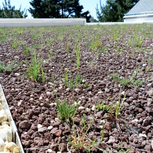 Étanchéité toiture terrasse végétalisée